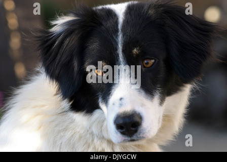 Border Collie (Portrait) Stock Photo