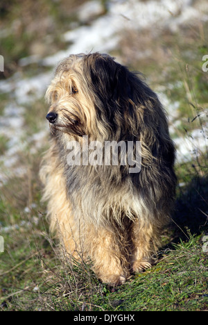 Briard standing in snowy field Stock Photo