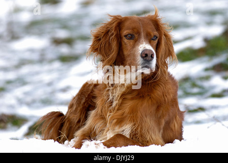 Irish Setter lying in snow Stock Photo