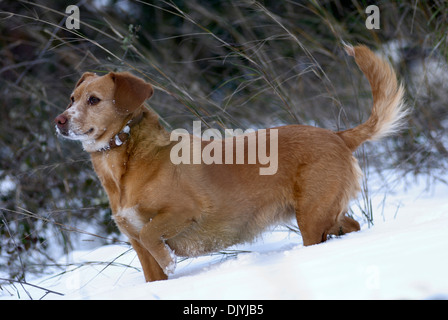 Dachshund mongrel standing in snow Stock Photo
