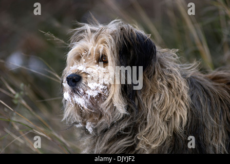 Briard mongrel with snowy nose Stock Photo