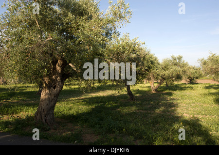 An olive grove in Peloponnese in Greece Stock Photo