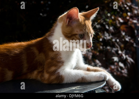 A young ginger and white male Tabby domestic cat. Stock Photo