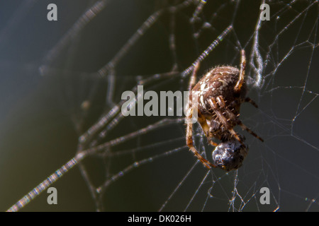 Garden Orb Spider Araneus diadematus on its web with prey binding in silk Stock Photo
