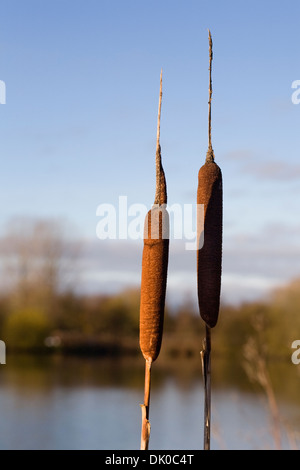 Typha latifolia. Bulrushes at the edge of a lake on a Winter's morning. Stock Photo