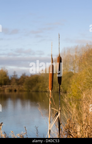 Typha latifolia. Bulrushes at the edge of a lake on a Winter's morning. Stock Photo