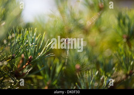 Spider on web with ladybird on a pine tree, Ashdown Forest, UK Stock Photo