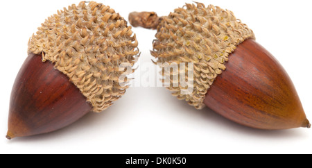 Quercus coccifera, the kermes oak acorns isolated Stock Photo
