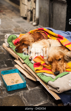 dog beggars Stock Photo