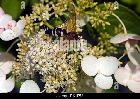 Sphecius speciosus, or the cicada killer wasp photographed here is on a Virbumum, highbrush cranberry. Stock Photo