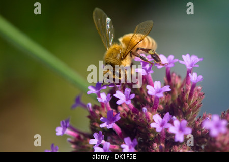 A honeybee gathers nectar and spreads pollen on these small violet, purple and red flowers, closeup.