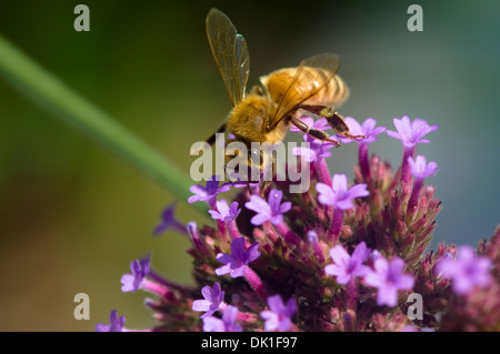 A honeybee gathers nectar and spreads pollen on these small Verbena, violet, purple and red flowers, closeup.