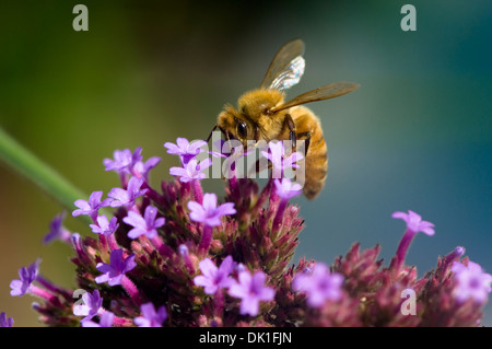 A honeybee gathers nectar and spreads pollen on these small violet, purple and red flowers, closeup.
