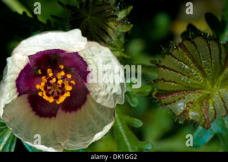 Close up macro image of a white with a burgundy and yellow center Portulaca grandiflora, or moss-rose flower. Stock Photo