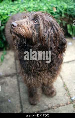 Labradoodle dog Stock Photo
