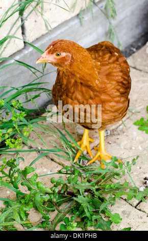 Pullet Red Shaver Chickens Stock Photo