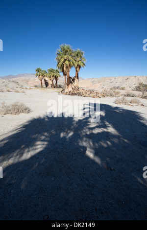 Palm trees cast shadows at 17 Palms Oasis, Anza Borrego Desert State Park, San Diego County, California, USA. Stock Photo