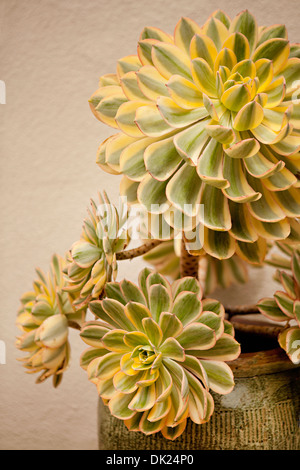 Close up high angle view of yellow and green succulents plants in flowerpot Stock Photo