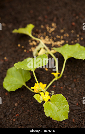 Close up high angle view of organic vegetable blossom sprouting in soil Stock Photo