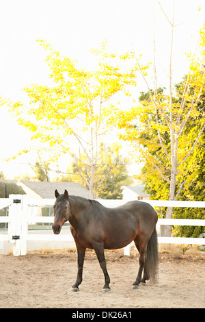 Brown horse in corral with white fence Stock Photo