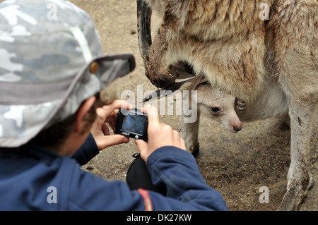 Boy taking picture of baby kangaroo in its mother's pouch Stock Photo