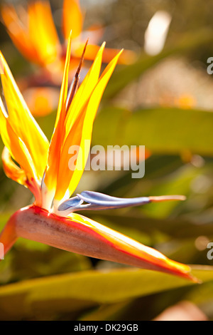 Close up of bird of paradise flower in sunny garden Stock Photo