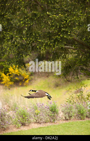 Canada goose with spread wings flying in park Stock Photo