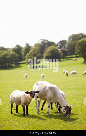 Baby lamb grazing with mother sheep in sunny countryside pasture Stock Photo