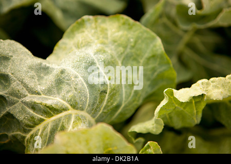 Full frame close up detail of green leafy vegetable growing in garden Stock Photo