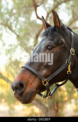 Close up of brown horse face in front of tree Stock Photo