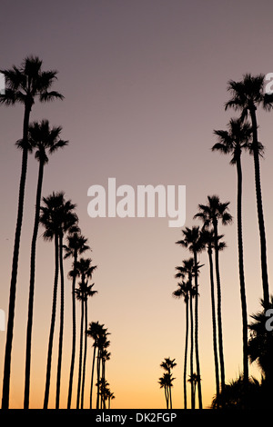 Low angle view of tall silhouetted palm trees against sunset sky, Corona del Mar, California, United States Stock Photo