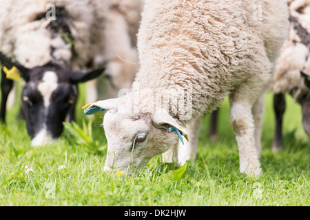 Close up of flock of sheep grazing in meadow Stock Photo