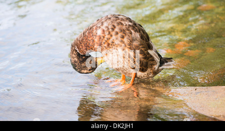 Mallard duck cleaning plumage Stock Photo