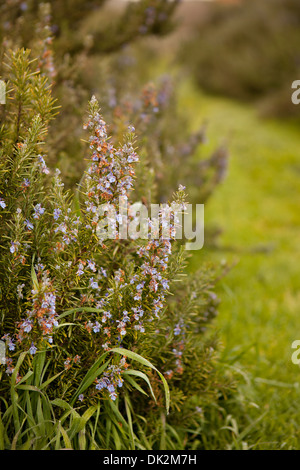 Close up of flowering plant borders in garden Stock Photo