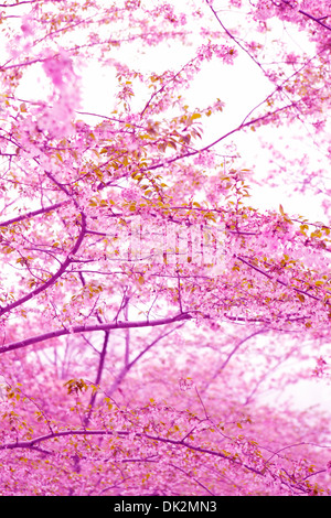 Low angle view of pink cherry blossoms on spring tree branches