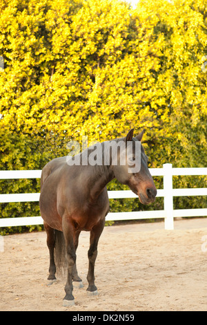 Brown horse in corral with white fence Stock Photo