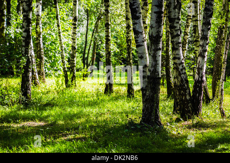 Summer Noon In Birchwood. The view of a birchwood in the bright summer day. The play of light and shadows Stock Photo