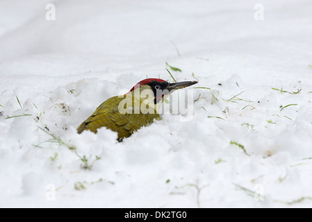 Green woodpecker (Picus viridis) foraging in winter snow. Stock Photo