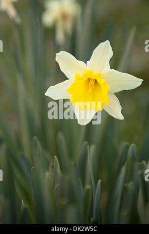 Close up of yellow spring daffodil in garden Stock Photo