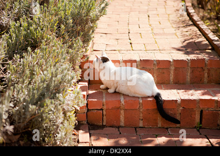 White and black cat sitting on brick steps in sunny garden Stock Photo