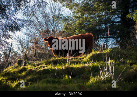 Devon Ruby Red Cow Stock Photo - Alamy