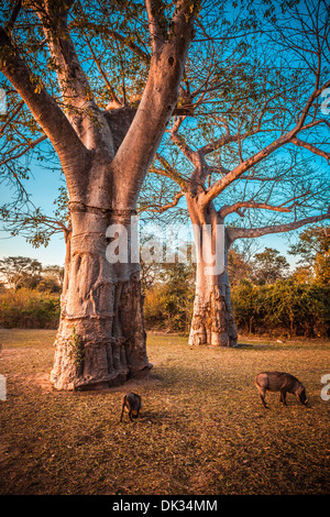 Warthogs and Baobab in Africa at sunset Stock Photo