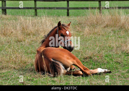 Chestnut Arab foal lying down in a grassy field Stock Photo