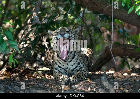 Jaguar, yawning, in Pantanal region of Brazil Stock Photo