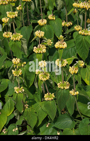 Turkish Sage, Sticky Jerusalem Sage, Phlomis russeliana, Lamiaceae. Turkey, Syria. Syn. Phlomis lunariifolia var. russeliana Stock Photo
