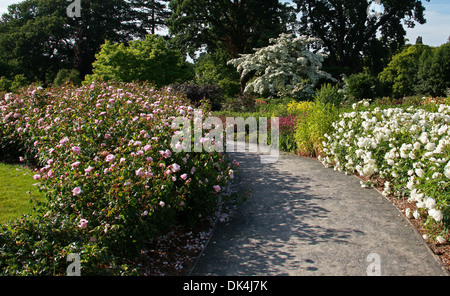 The Rose Garden at Wisley Royal Horticultural Gardens, Woking, Surrey. Chinese Dogwood, Cornus kousa var. chinensis, Cornaceae. Stock Photo