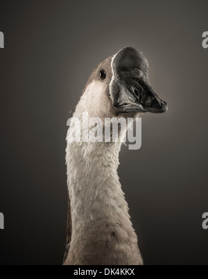 Studio portrait of a gander of the African Gray breed of goose Stock ...