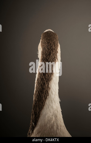 Studio portrait of a gander of the African Gray breed of goose Stock ...