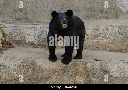 Himalayan black bear Stock Photo