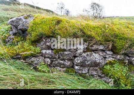 Wall at Leamanegh castle ruin, Burren, Co. Clare, Ireland Stock Photo